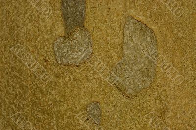 Sycamore bark texture background