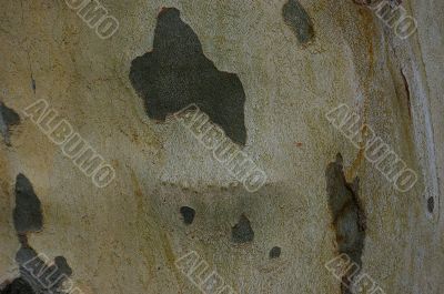 Sycamore bark texture background