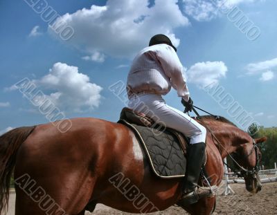 equestrian sportsman riding brown horse