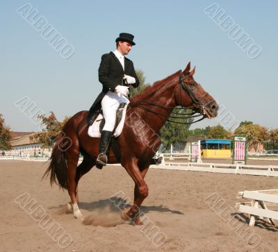 equestrian sportsman riding brown horse