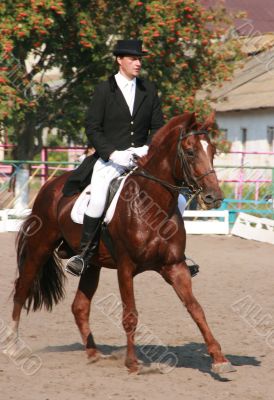 equestrian sportsman riding brown horse