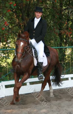  	equestrian sportsman on brown horse