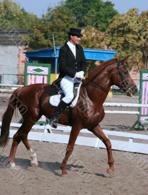  	equestrian sportsman on brown horse