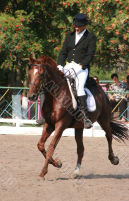  	equestrian sportsman on brown horse