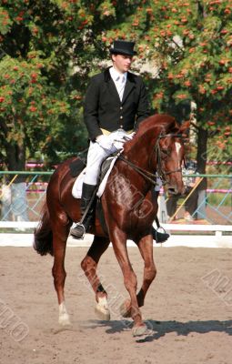  	equestrian sportsman on brown horse