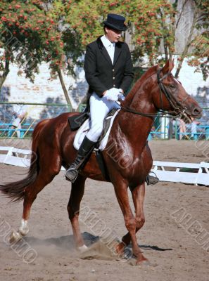  	equestrian sportsman on brown horse