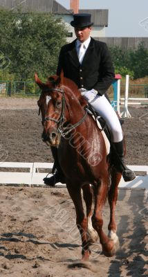  	equestrian sportsman on brown horse