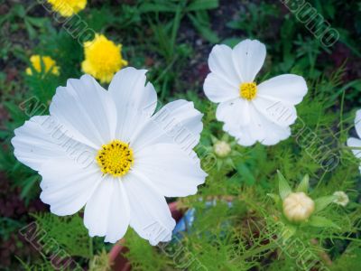 white flowerses