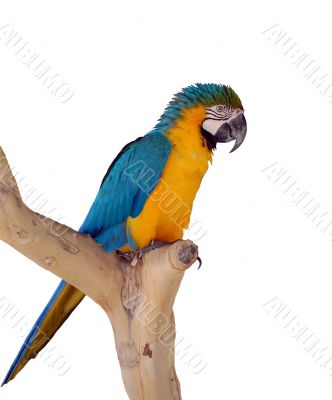 The parrot on a branch