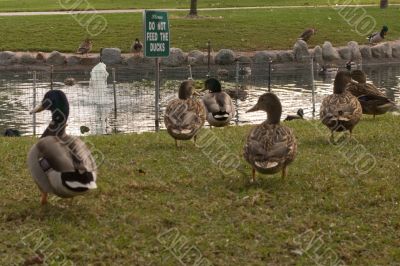 Do not feed the ducks