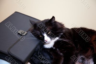 Black cat rest over suitcase