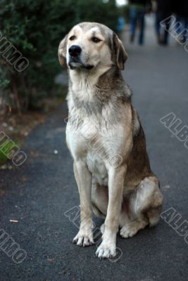 a big stray dog a big stray dog