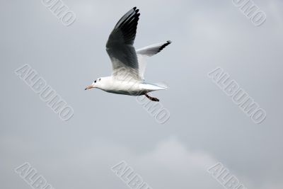 sea-gull flying on clean sky
