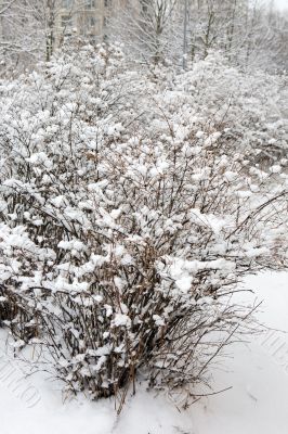 Bush in winter