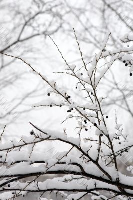 Berry bush in winter wood