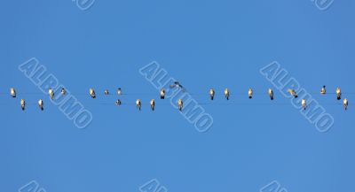 birds on wire