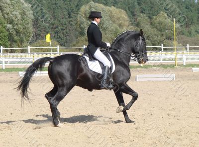 equestrian woman on black stallion horse