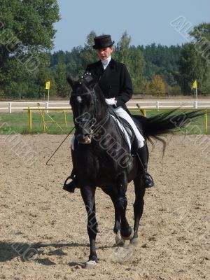 equestrian woman on black stallion horse