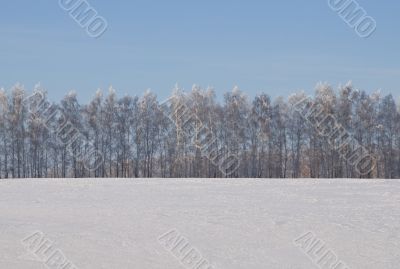 A row of birches in a winter snow-covered field