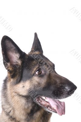 German shepherd closeup
