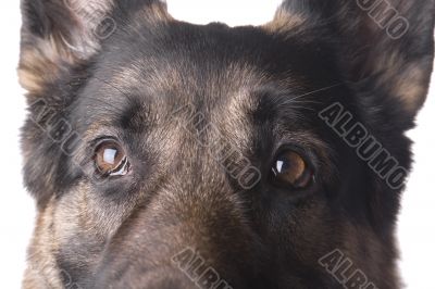 German shepherd macro