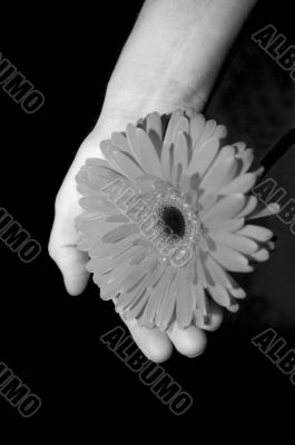 Flower in a hand monochrome