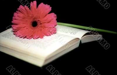 Gerbera and book Gerbera and book