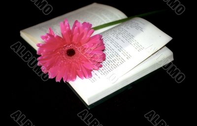 Pink flower and book Pink flower and book
