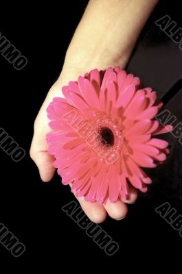 Pink flower in a hand Pink flower in a hand