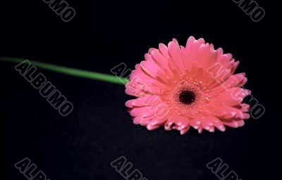 Pink flower on black Pink flower on black