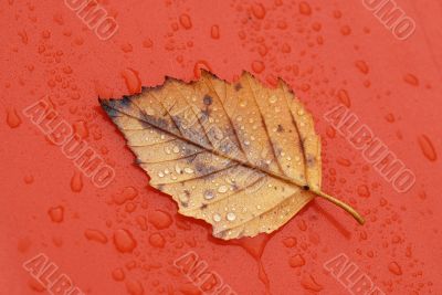 Dry Leaf