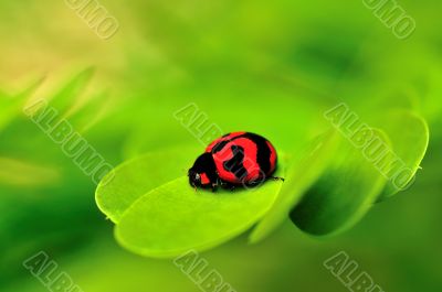 Lady Bug