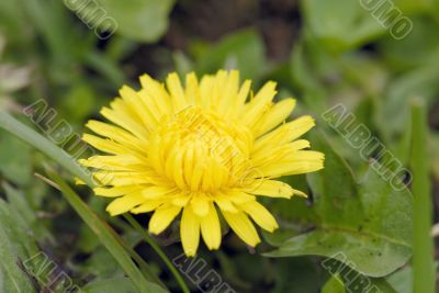 dandelion