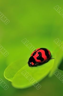 Lady Bug