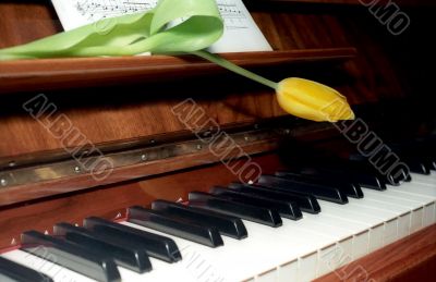 Piano keyboard with yellow tulip on Piano keyboard with yellow tulip on