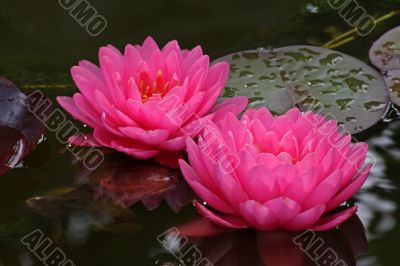 Waterlily (Nymphaea)