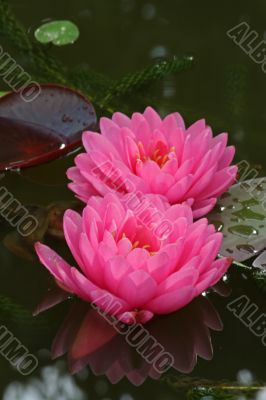 Waterlily (Nymphaea)