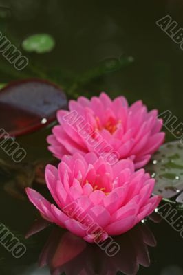 Waterlily (Nymphaea)