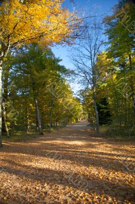large path park autumn large path park autumn
