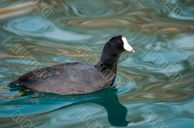 Loon on water