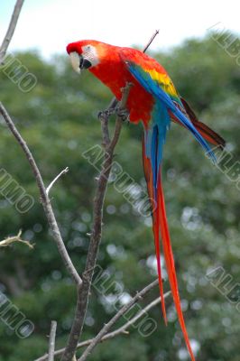 Parot on a Branch