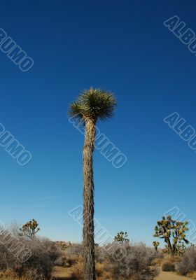 A Young Joshua Tree