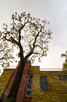 Colorful House with Tree