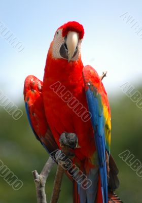 Parrot on a Branch