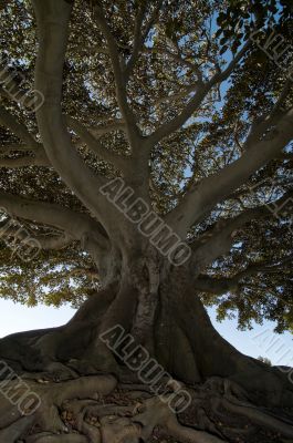 Gnarled Tree 1