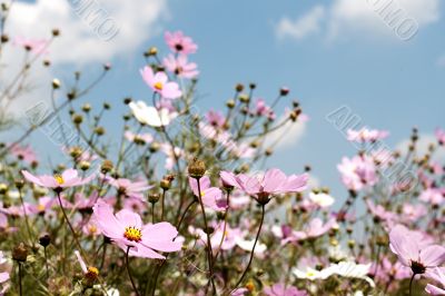 Field of wild cosmos flowers