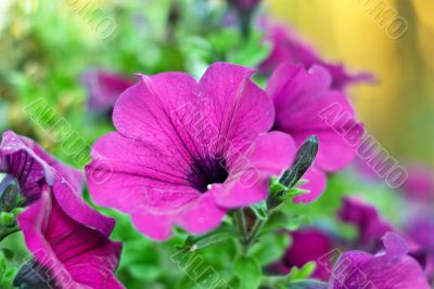 Petunia flower