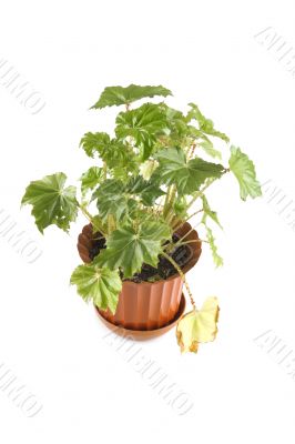 indoor plant on white background