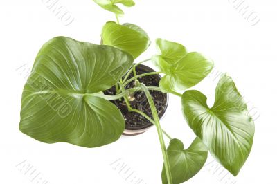 indoor plants closeup