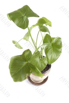 indoor plants on white